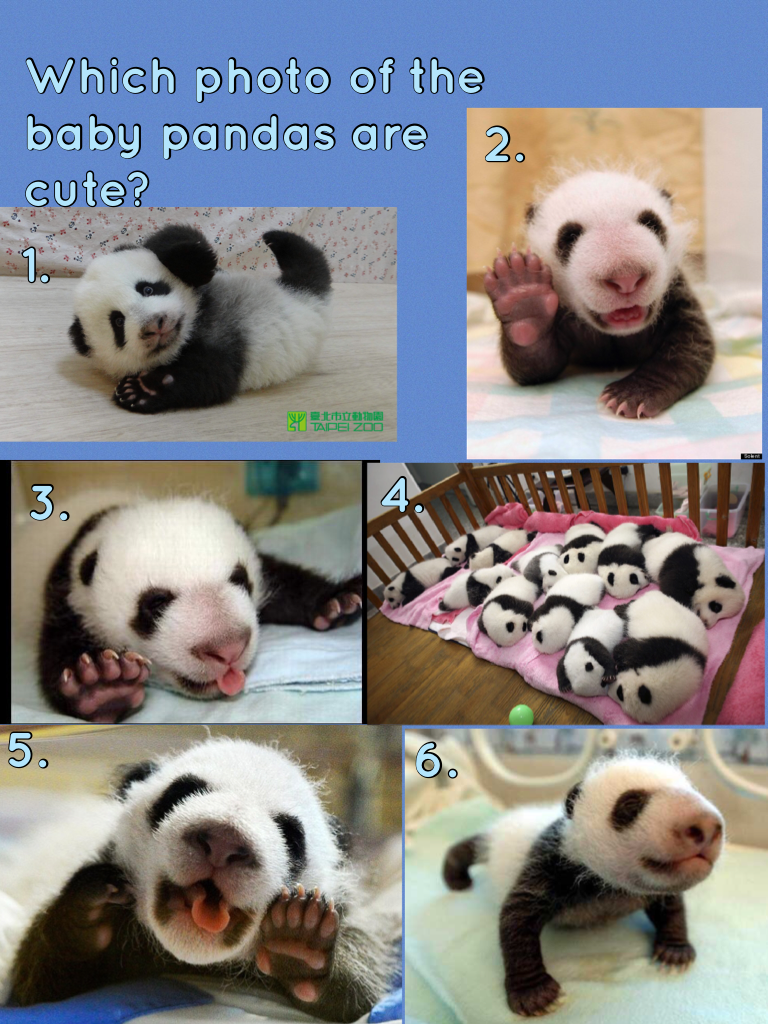 Which photo of the baby pandas are cute?