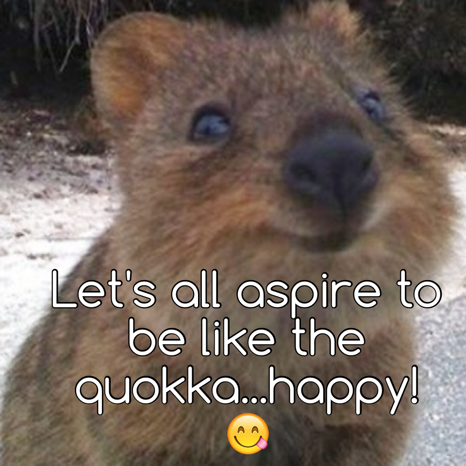Let's all aspire to be like the quokka...happy! 😋