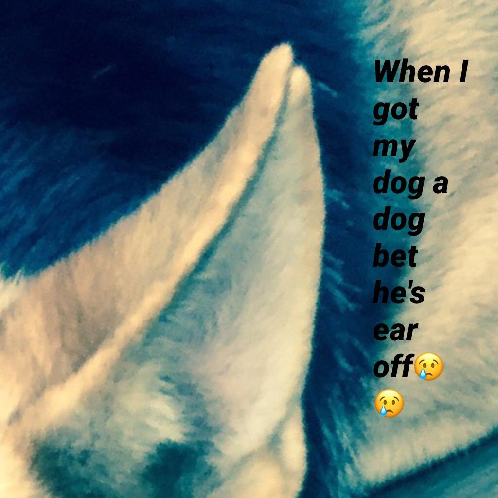 When I got my dog a dog bet he's ear off😢😢