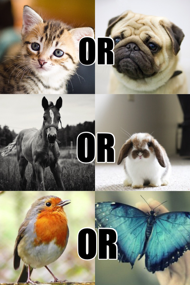 This or That? ANIMALS
