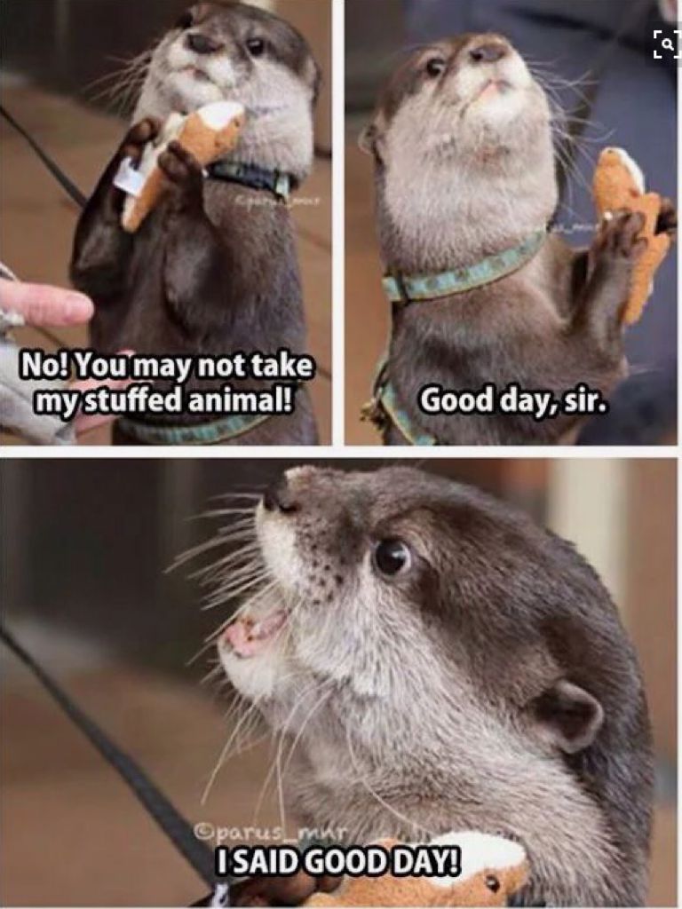 this otter is so cute