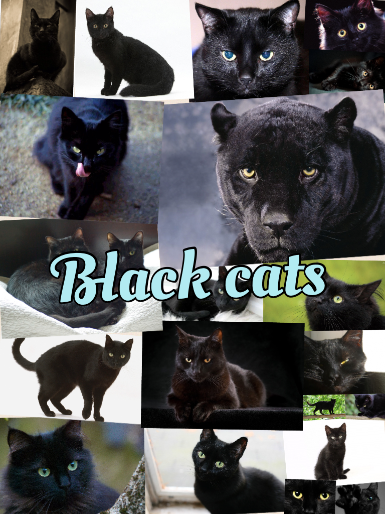 Black cats