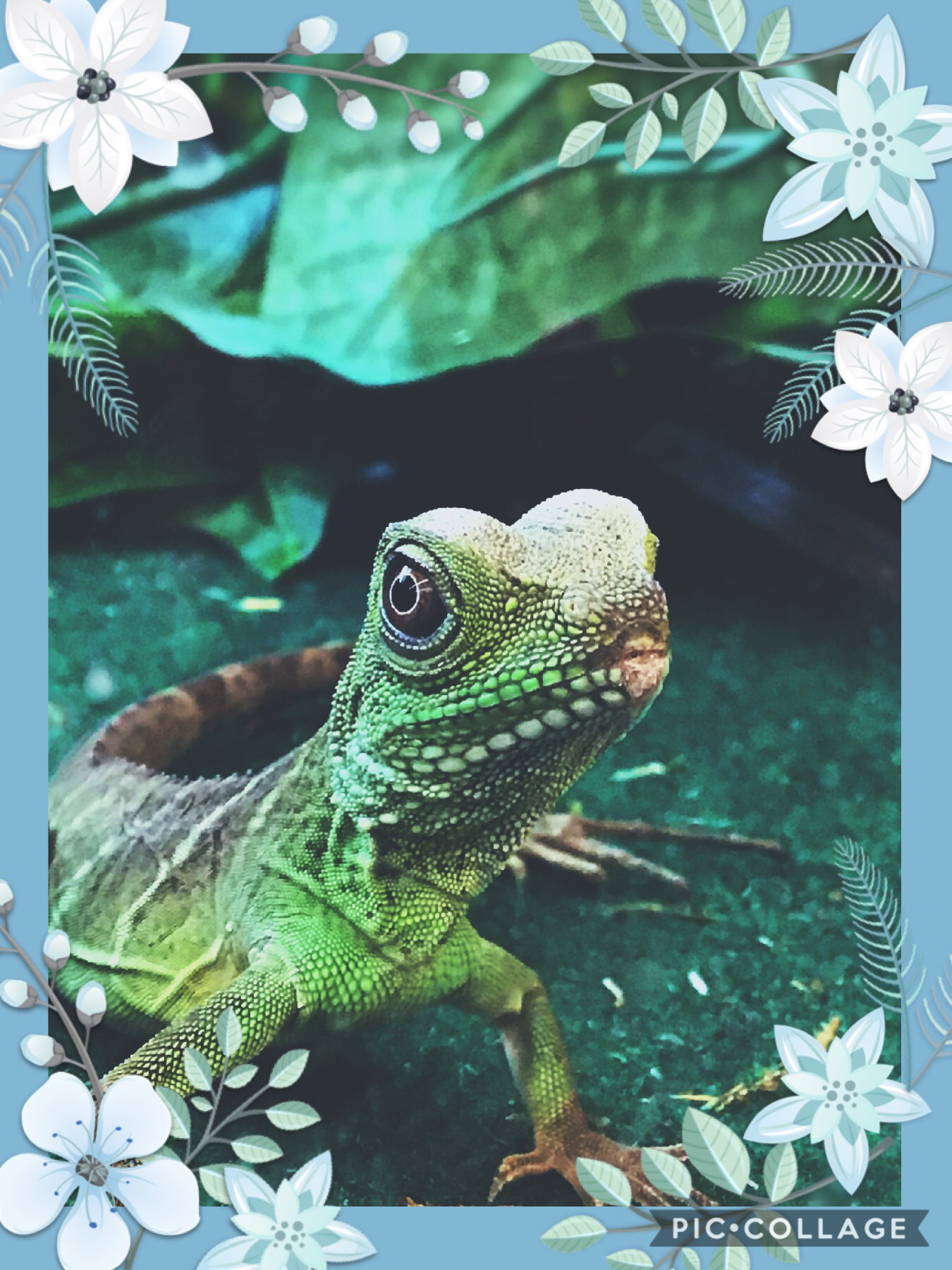 Pretty Chinese water Dragon 
From Petsmart
