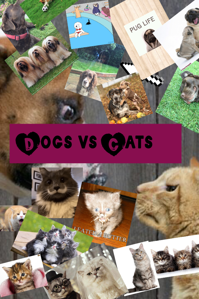 Dogs vs Cats. Comment if you like dogs or cats🐶🐱