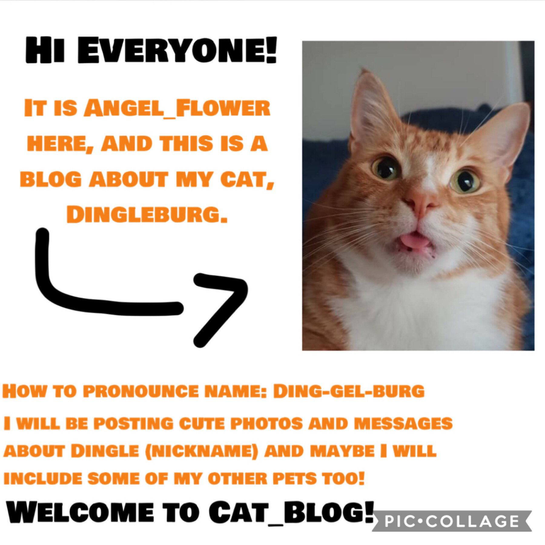 Welcome to Cat_Blog!