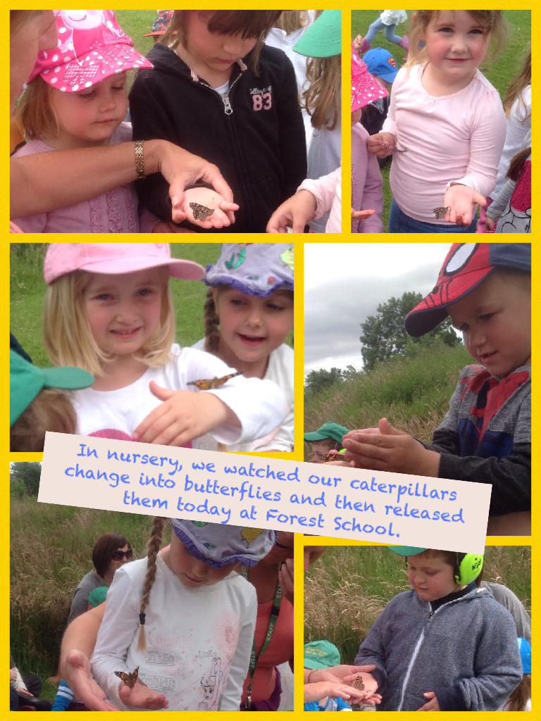 In nursery, we watched our caterpillars change into butterflies and then released them today at Forest School.