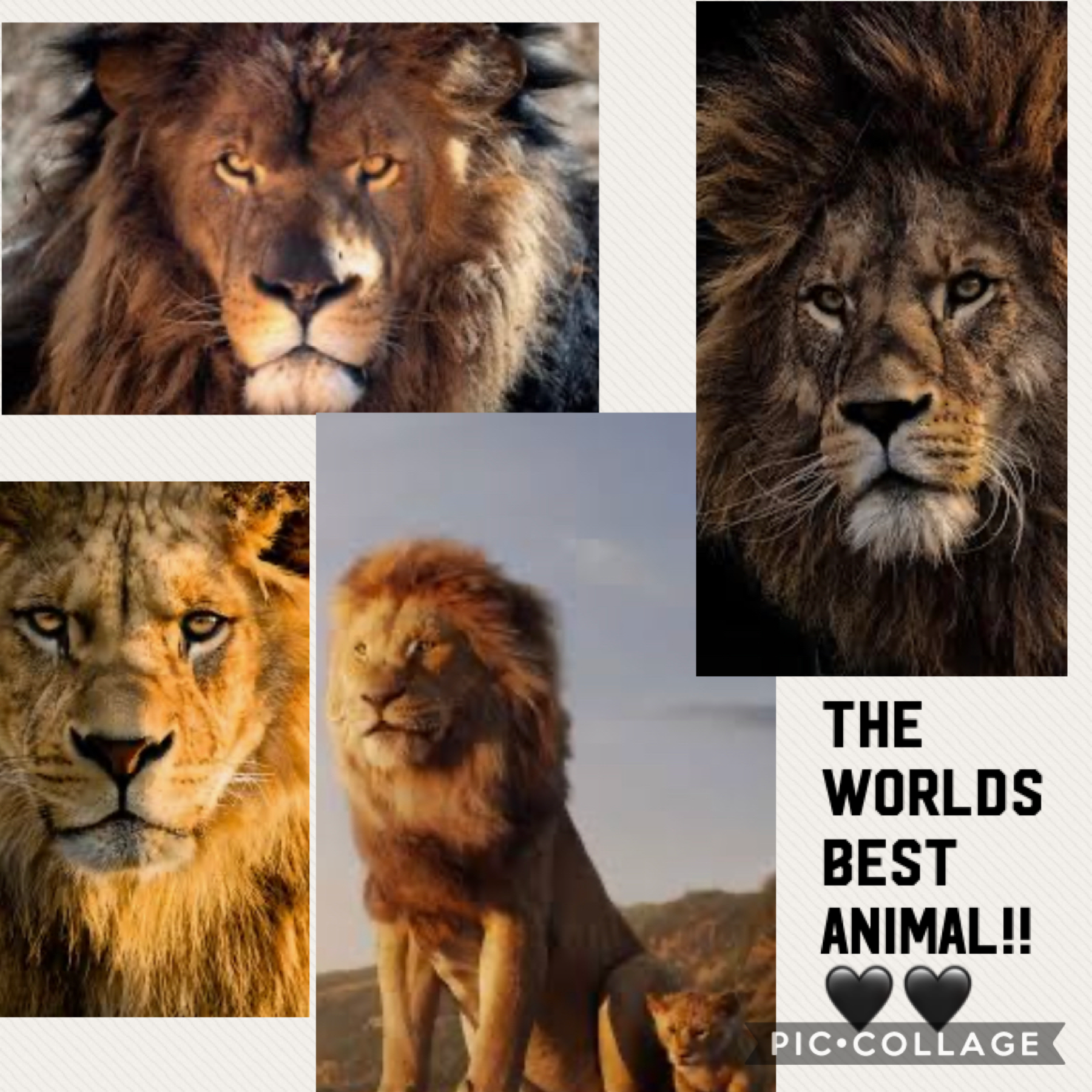Lions are the best!! 🦁🖤🤍