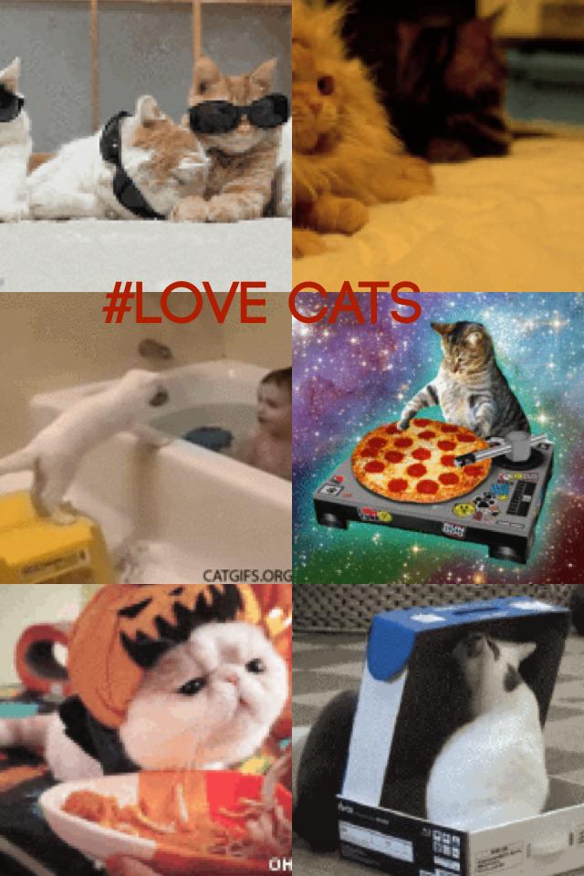 #love cats