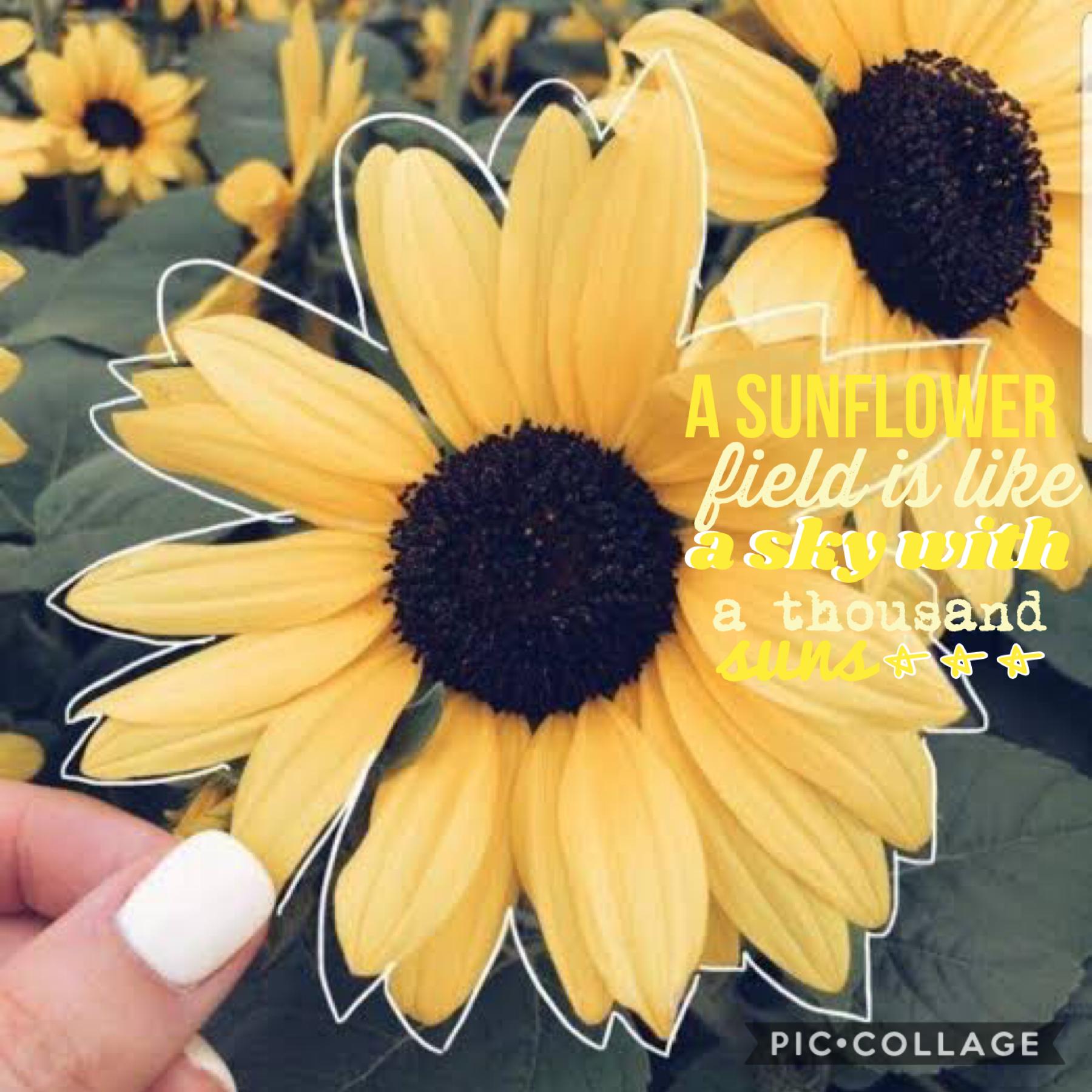 I love sunflowers 🌻QOTD: Favourite flower
“A sunflower is like a sky with a thousand suns”