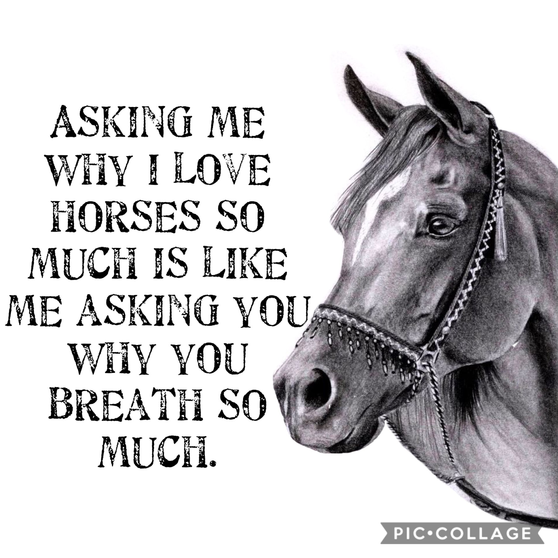 Horse love🐴❤️🐴