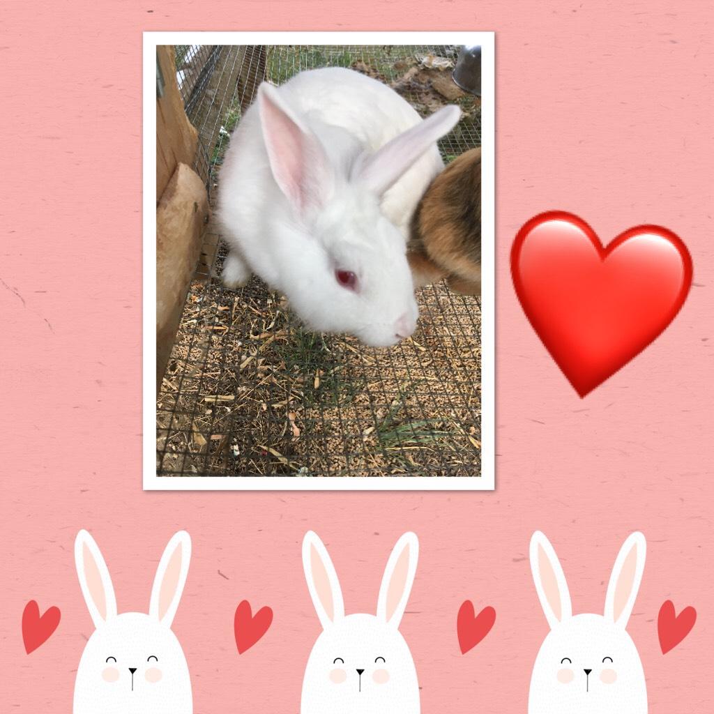 My bunny! Comment if you want to see more pictures of my animals. 
