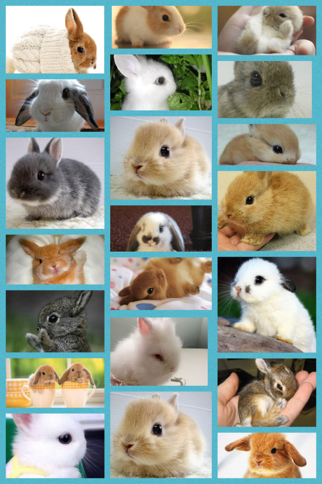 I love bunnys sooooo cute🐰