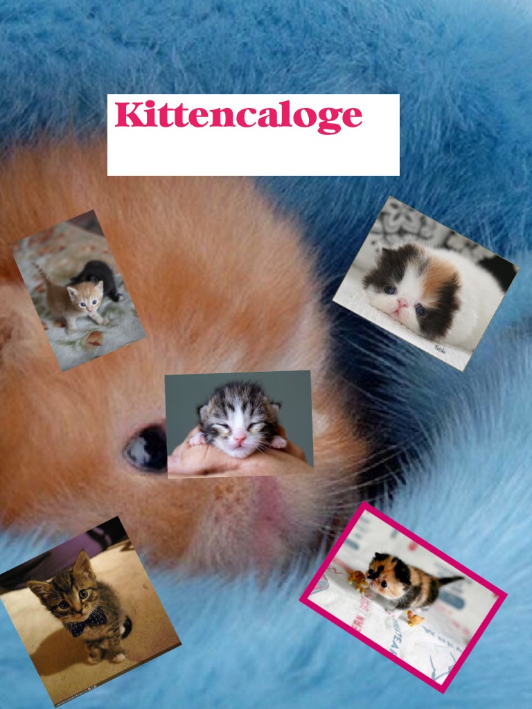 Kittencaloge
Soooooo cut
