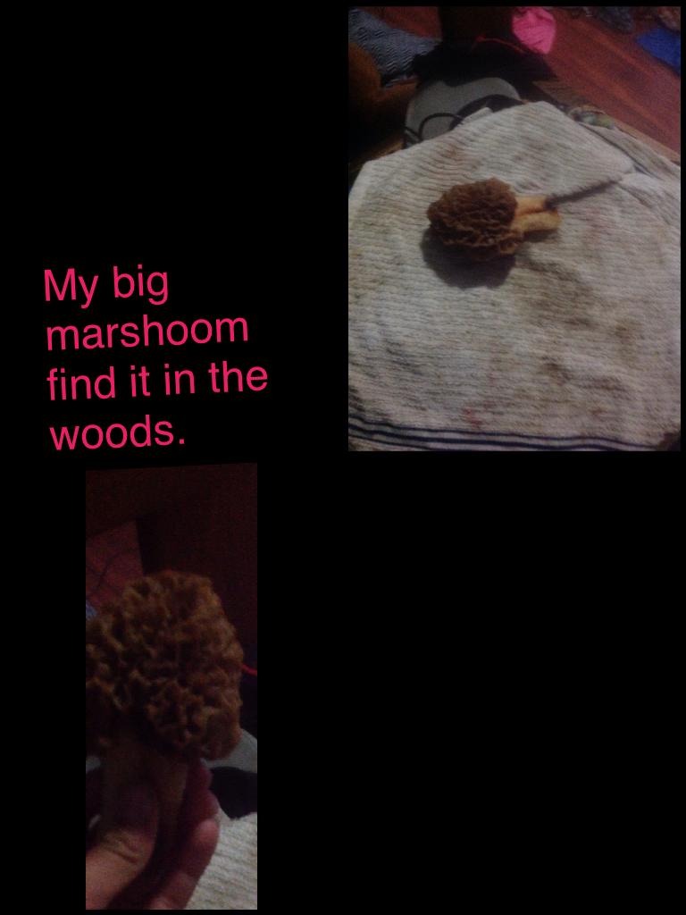 My big marshoom find it in the woods.