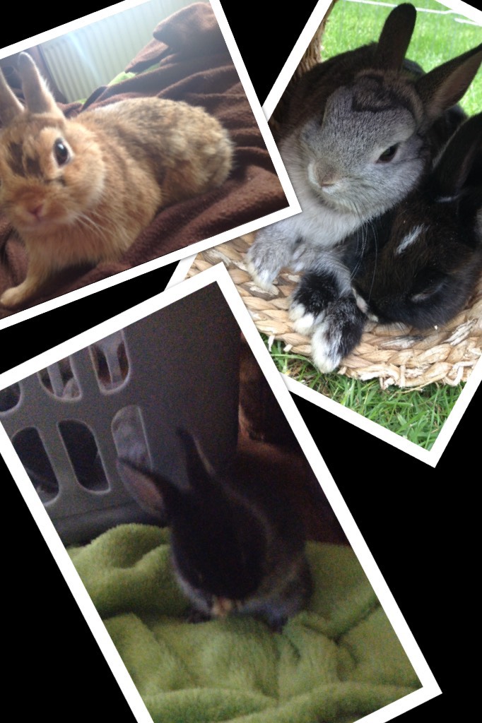 My bunnies 