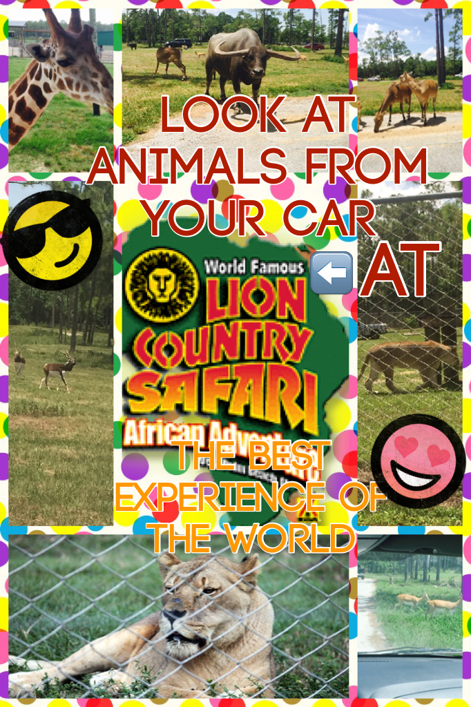 Lion country safari 