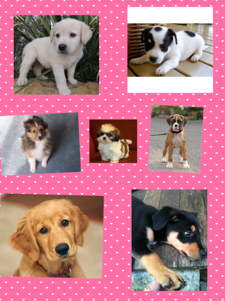 How cute and adorable are these puppies comment and like if there cute