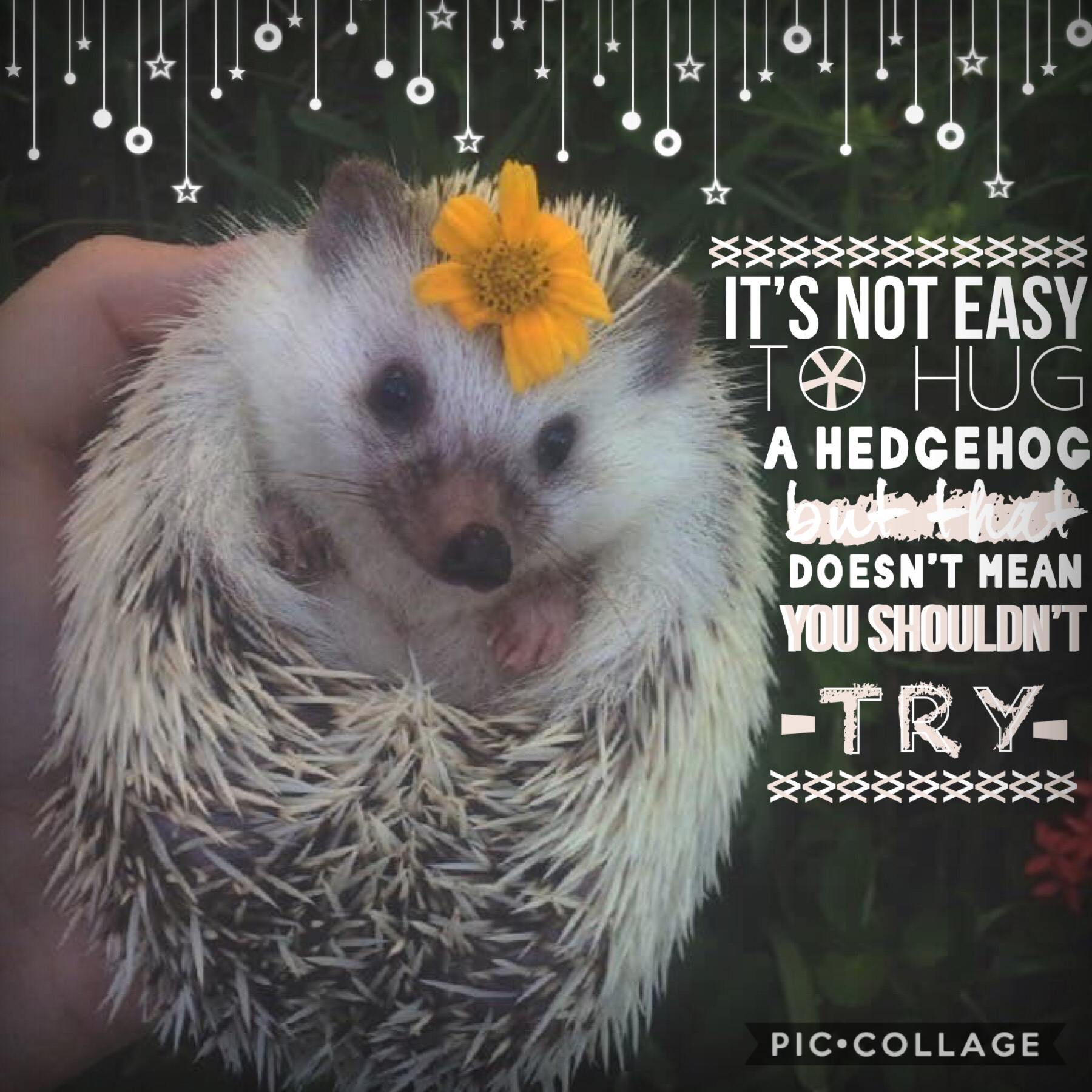 🦔Tap🦔
Do you guys want me to keep doing QOTDS? Many people don’t do them. Comment 🎃 if I should keep doing them. Tell me if not.
Rate /10!
