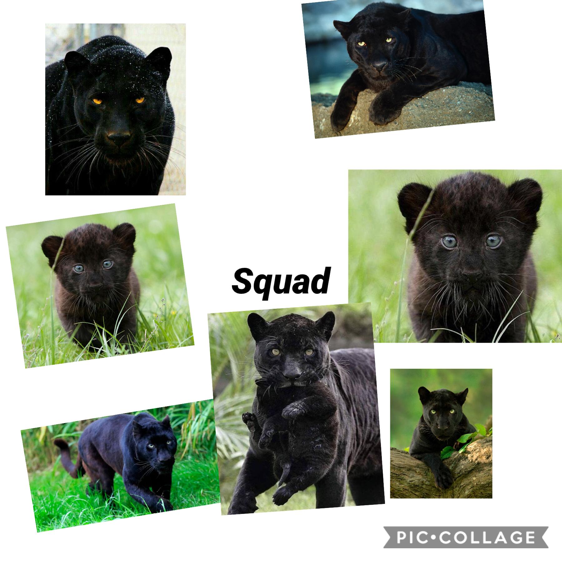 Which panther is your favorite mine is all of them so cute I’m glad I have pet panthers 