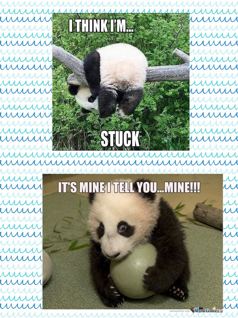 Panda meme ( watch out for the little one #so cute mine mine )