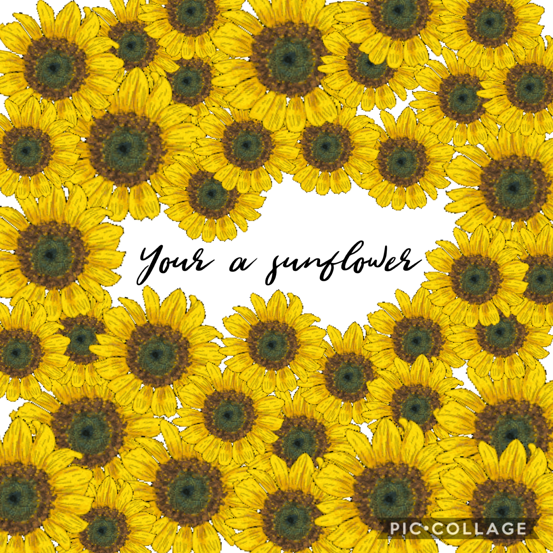 🌻TAP🌻 


repost this with something you. I love sunflowers!!