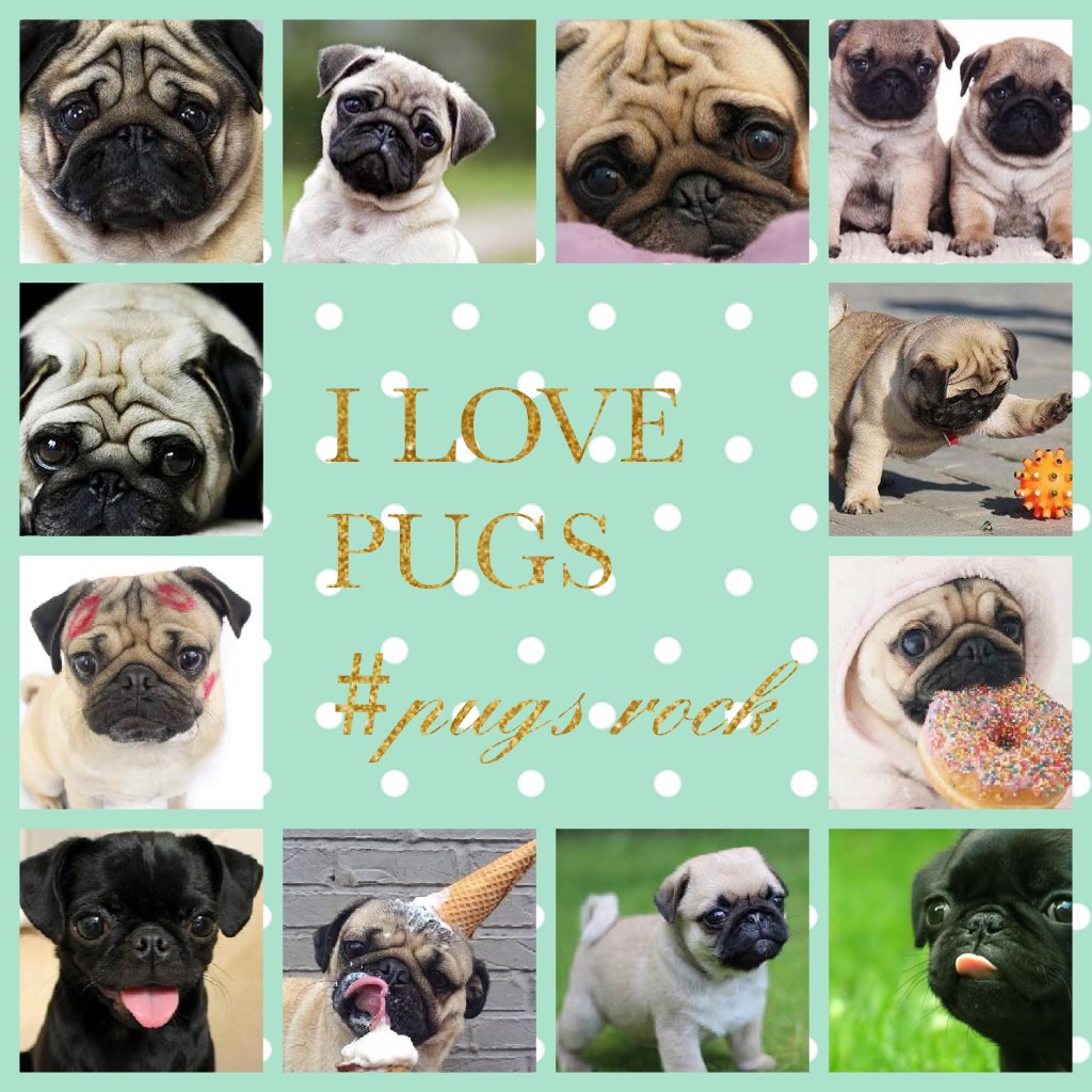 #pugs I love ❤️ pugs there so cute what's you're favourite type of dog 🐶 