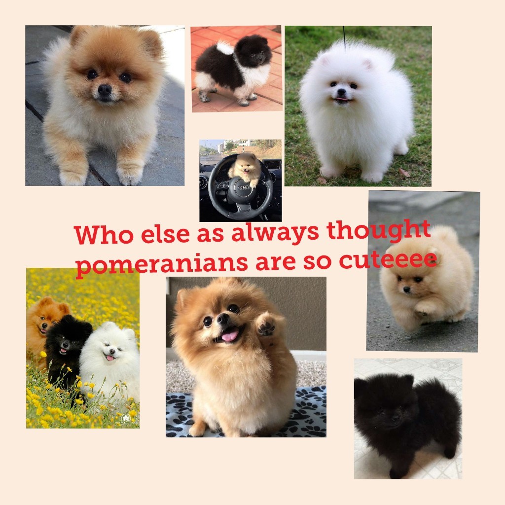 Who else as always thought pomeranians are so cuteeee