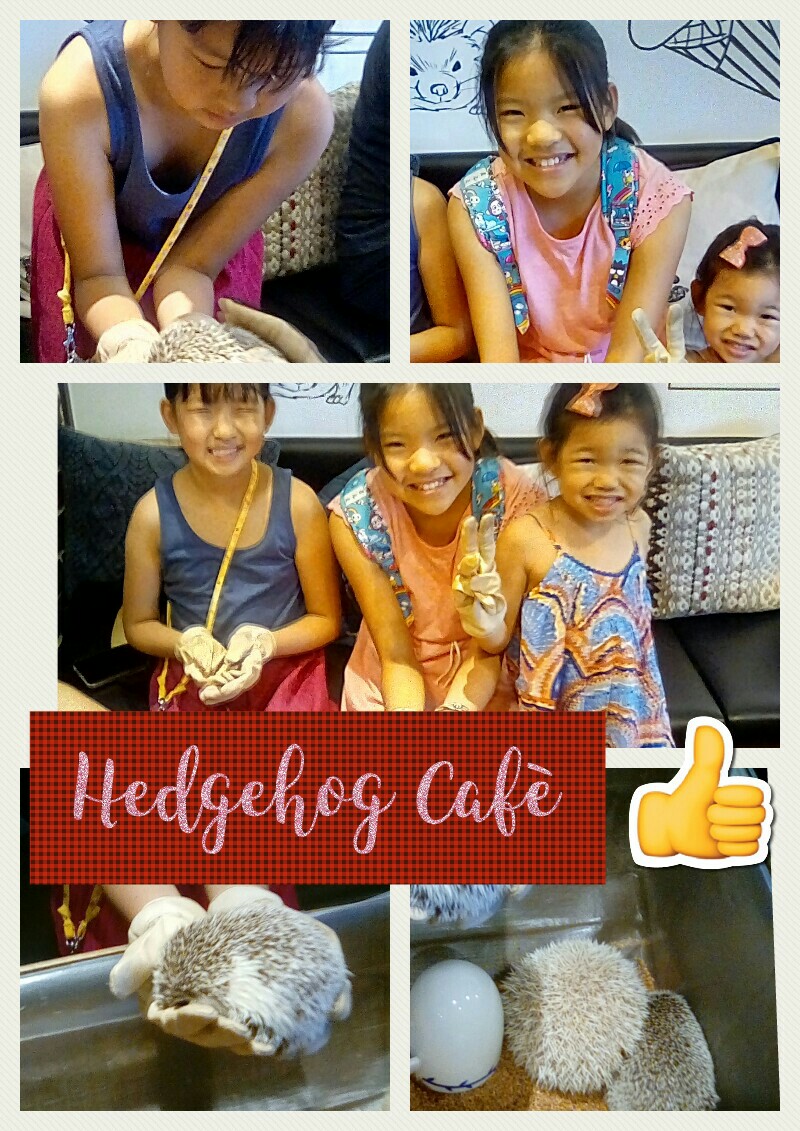 Hedgehog Cafè in Japan!!! 😊😄😝😝😝