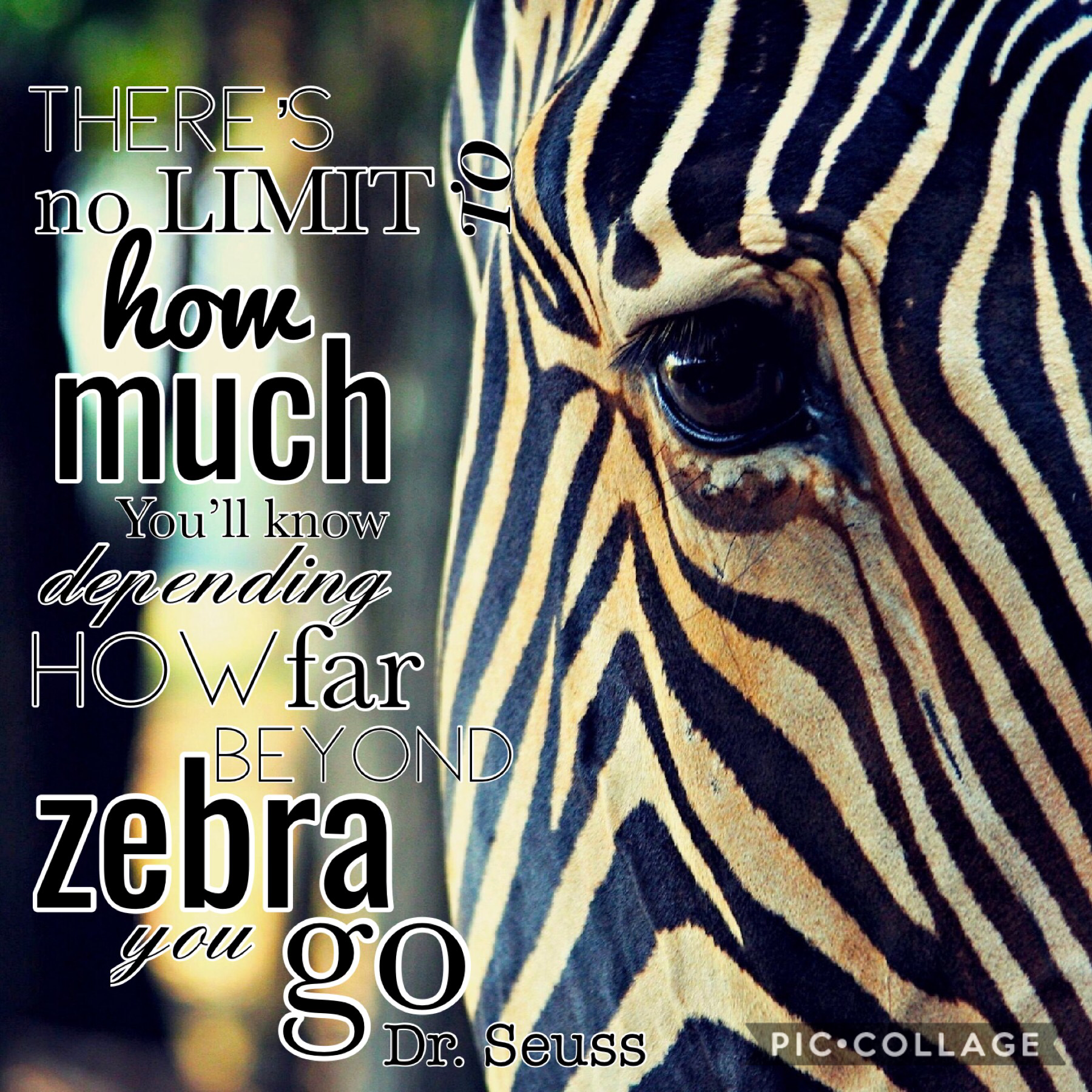 What I made for my zebra project, LIKE AND COMMENT