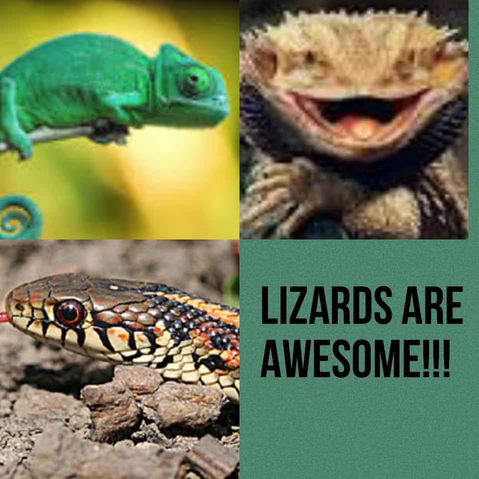 Lizards are
Awesome!!!