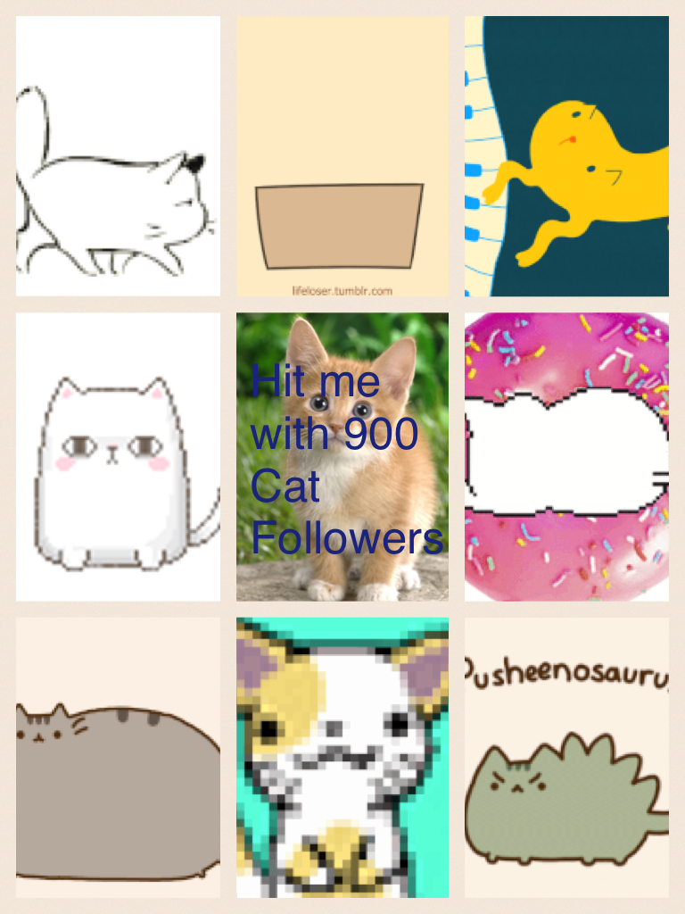 900 cat followers