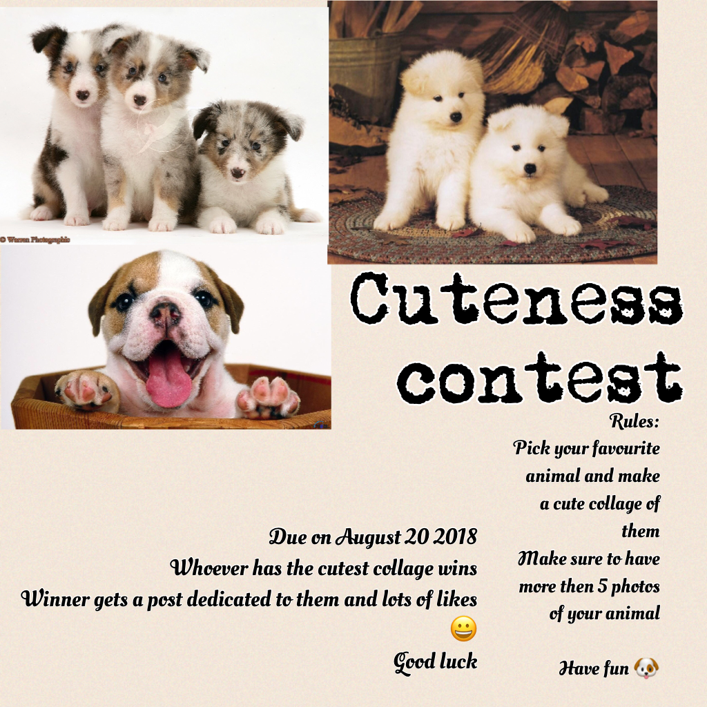 Cuteness contest 