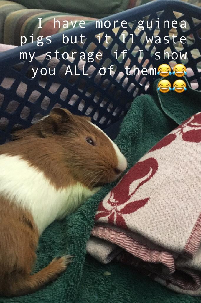 I have more guinea pigs but it'll waste my storage if I show you ALL of them😂😂😂😂