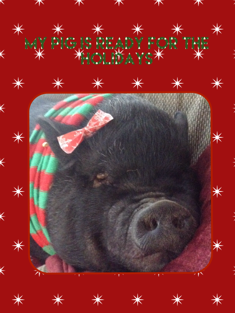 My pig (Pancake) is ready for the holidays here's a great pic I took