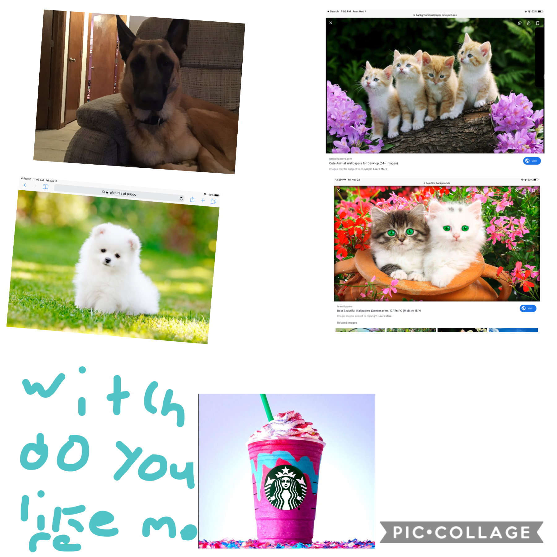 Cats dog or Starbucks