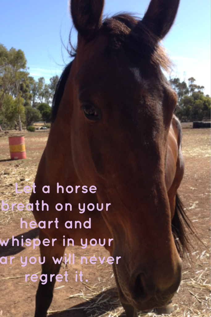Let a horse breath on your heart and whisper in your ear you will never regret it.#theo