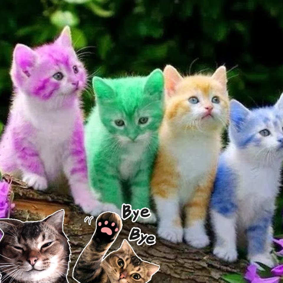 Cute Colorful Caty Cats