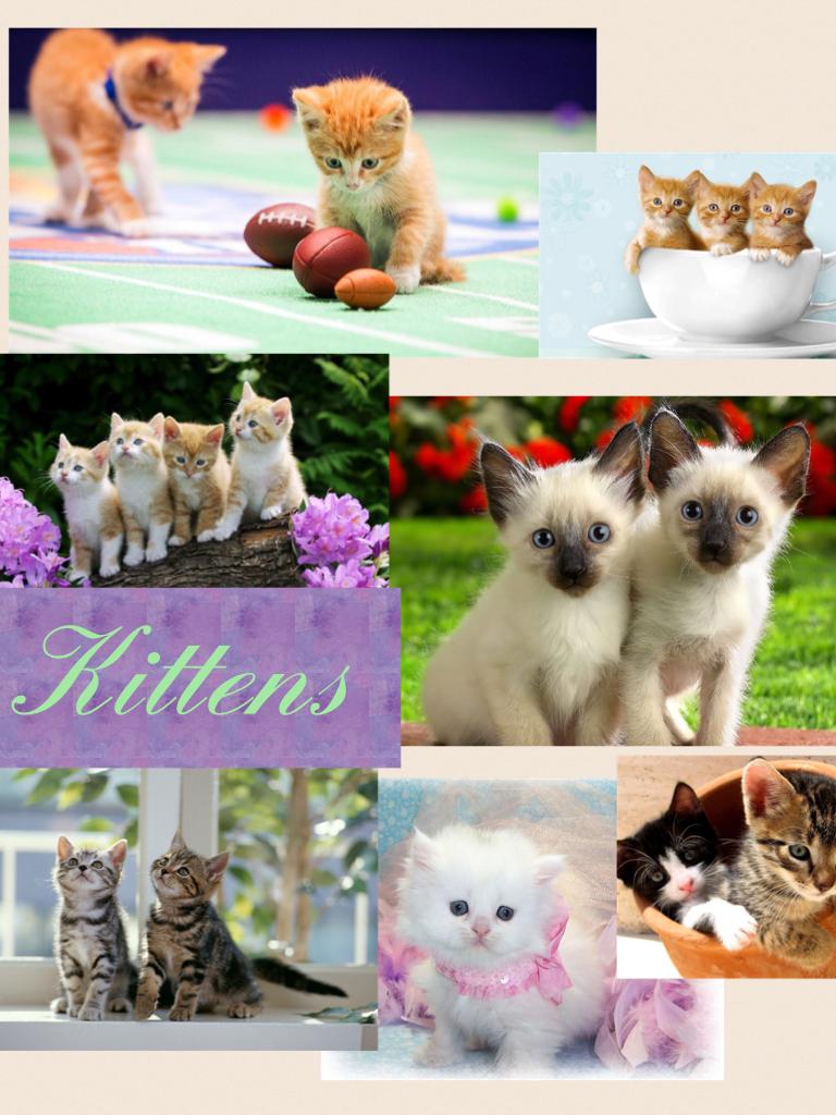 🐱 Kittens!!!
I❤️kittens
🦄💩😍🏐😎💍🍭