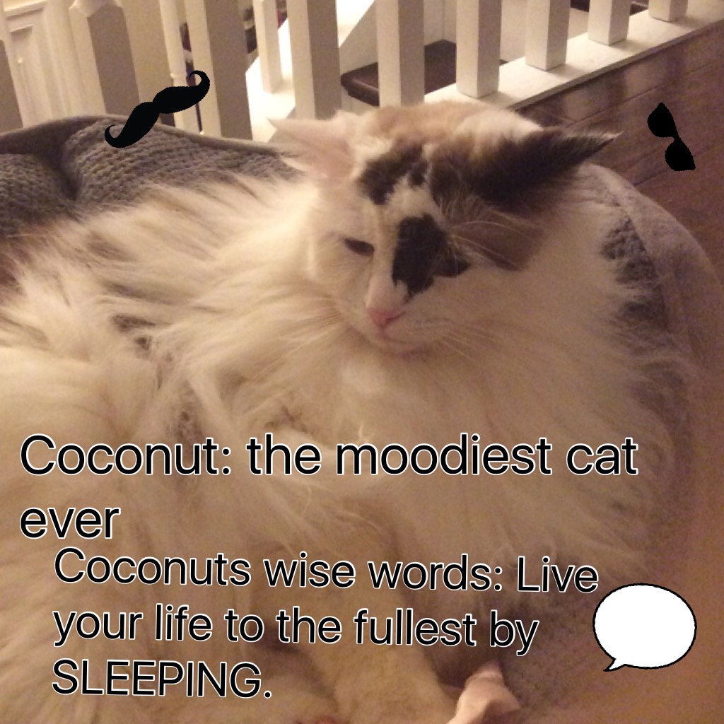 Coconut: the moodiest cat ever