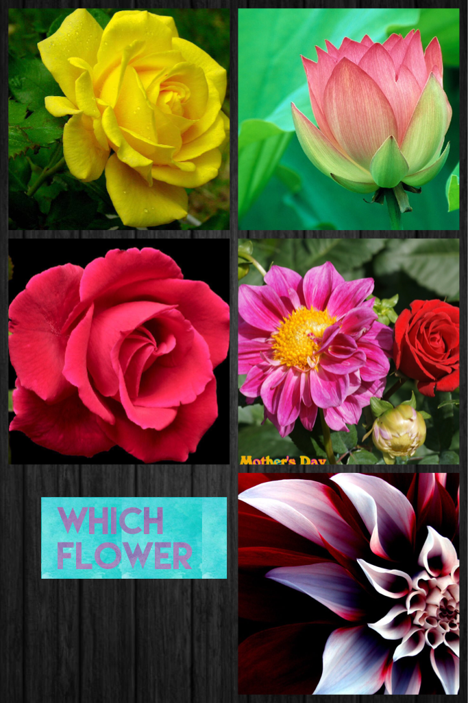 Which flower
Pock one