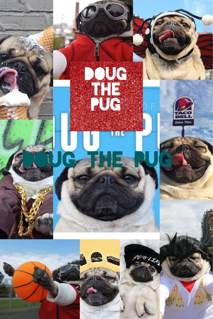 Doug the pug