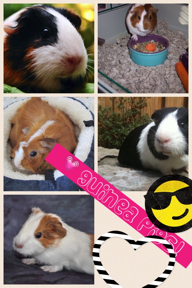 💗 guinea pigs!