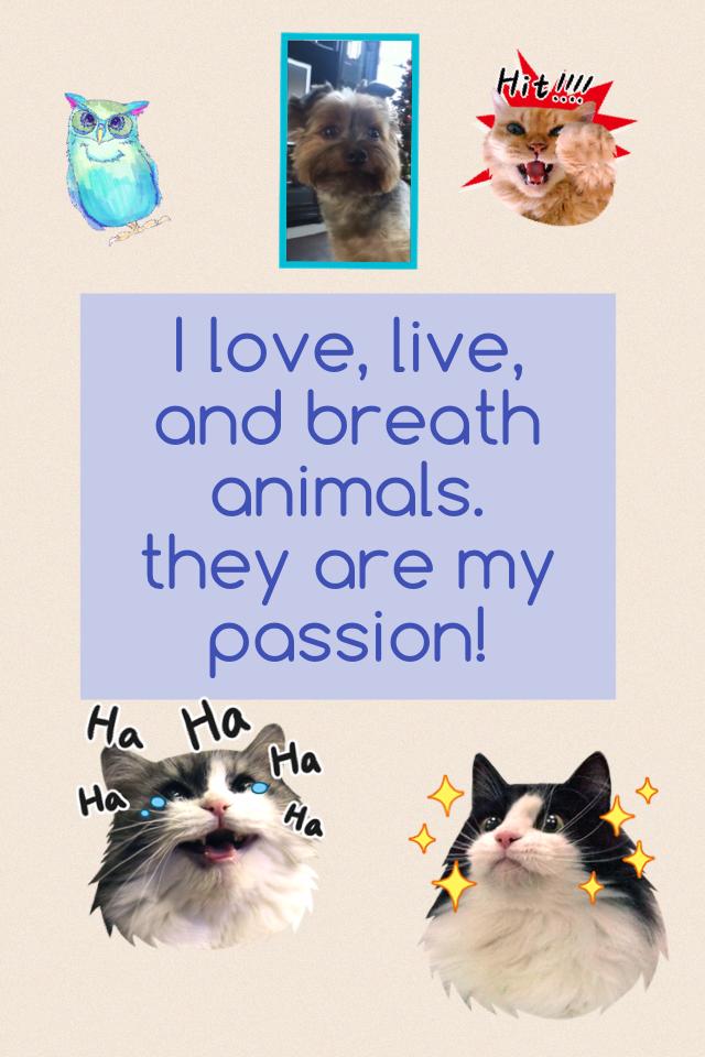 I love, live, and breath animals. 
they are my passion!