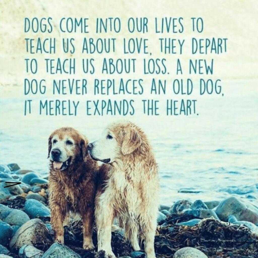 #dogs 4 life
