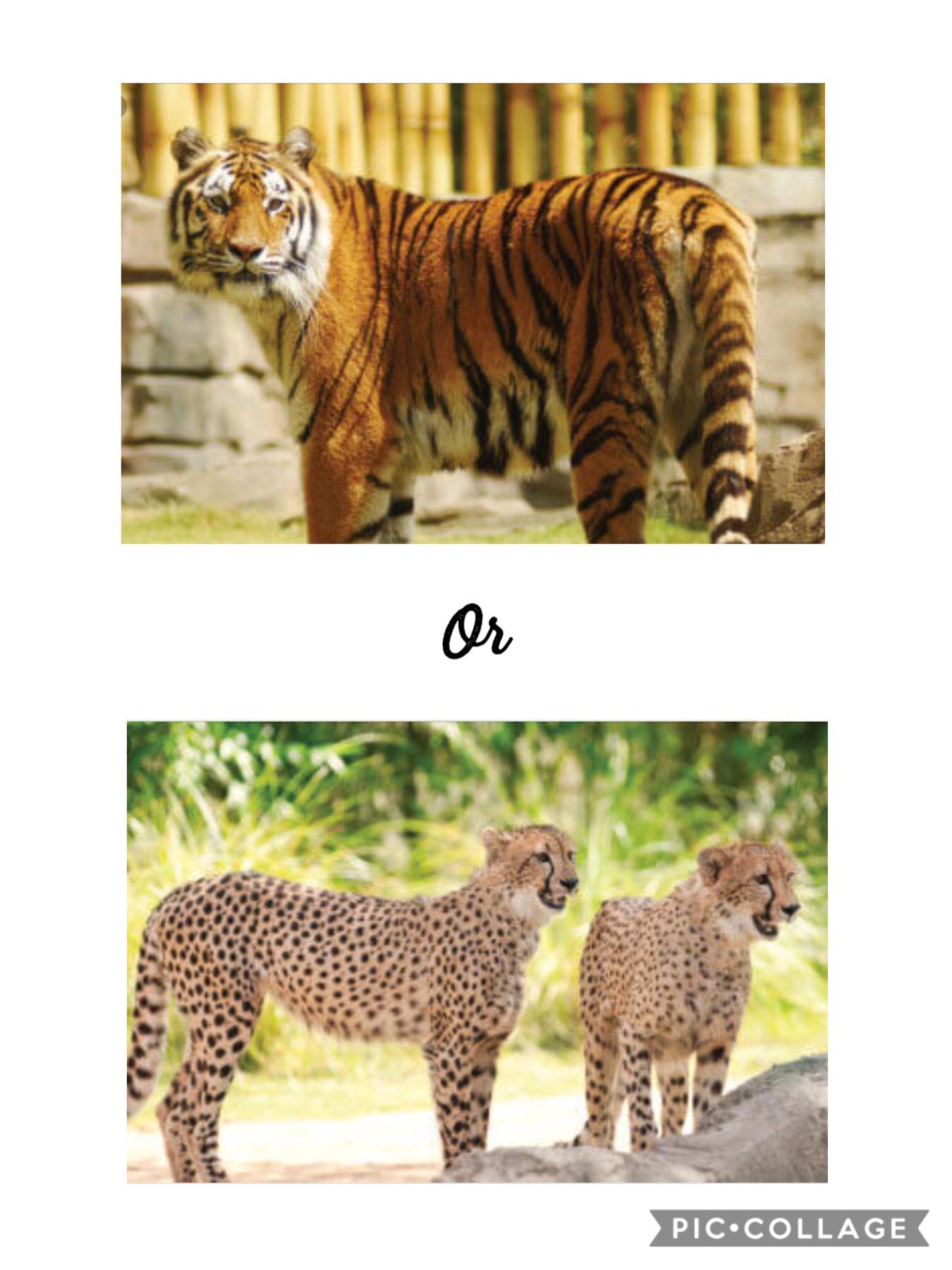 What would u prefer a cheetah or a tiger
