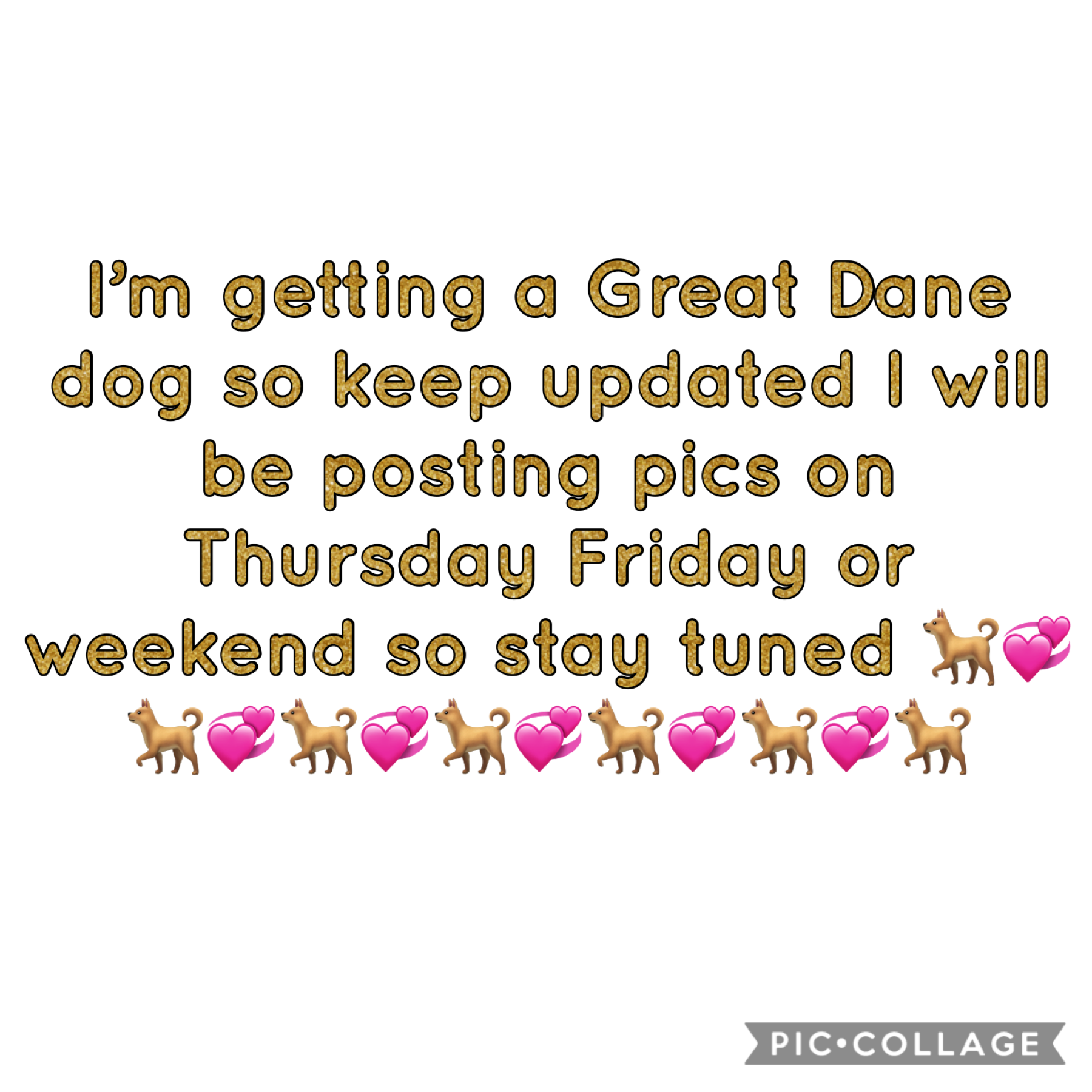 I’m getting a Great Dane dog 🐶 