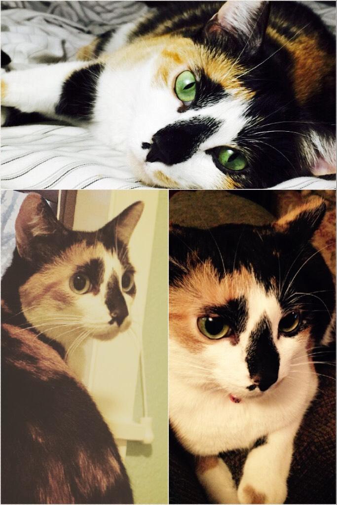 Hi I'm  Callie the calico! This is my pic collage account! I will be posting many picture of me! Follow me to see more cute pictures of me and my friends! Cats rule!❤️