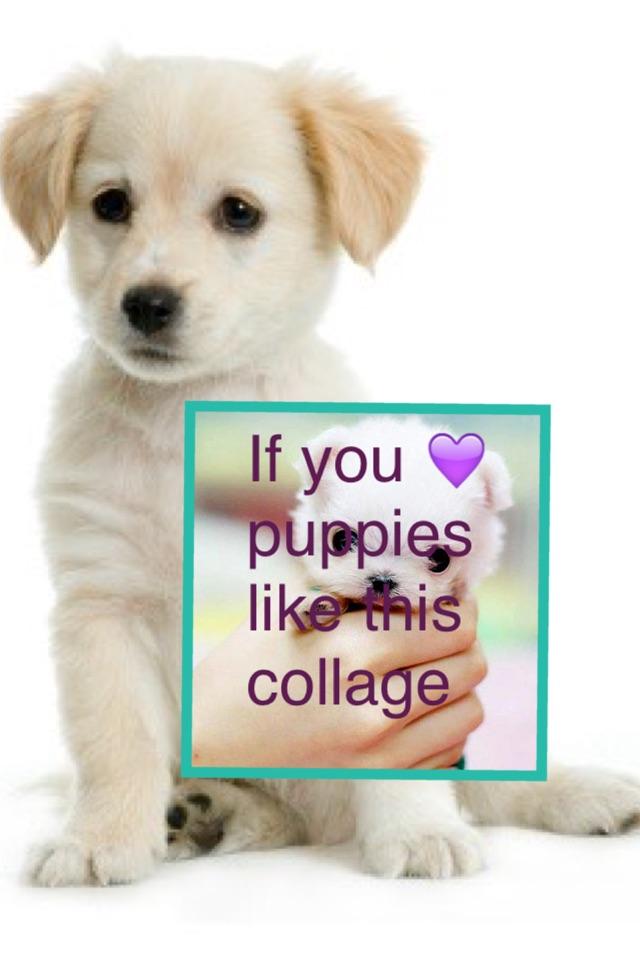 If you 💜 puppies like this collage