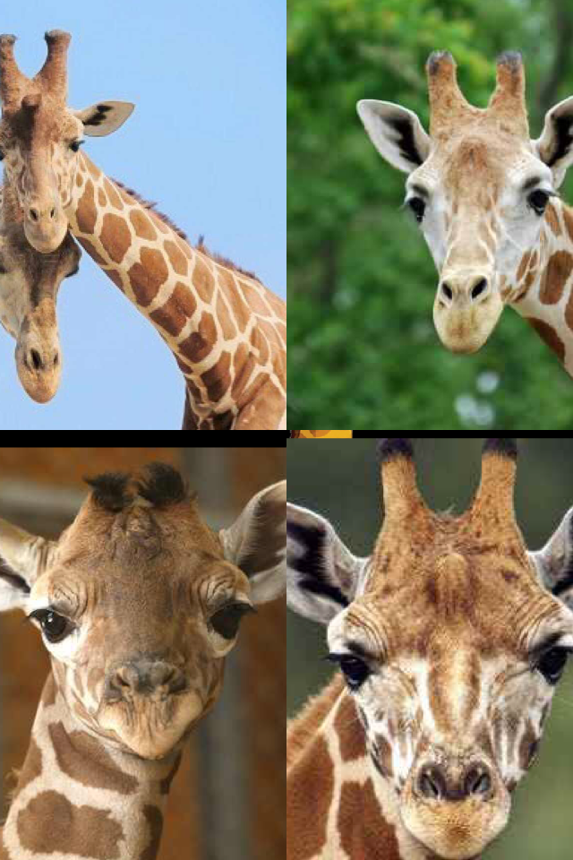 Doing something in school on giraffes and had to make a collage hope all you guys like it...