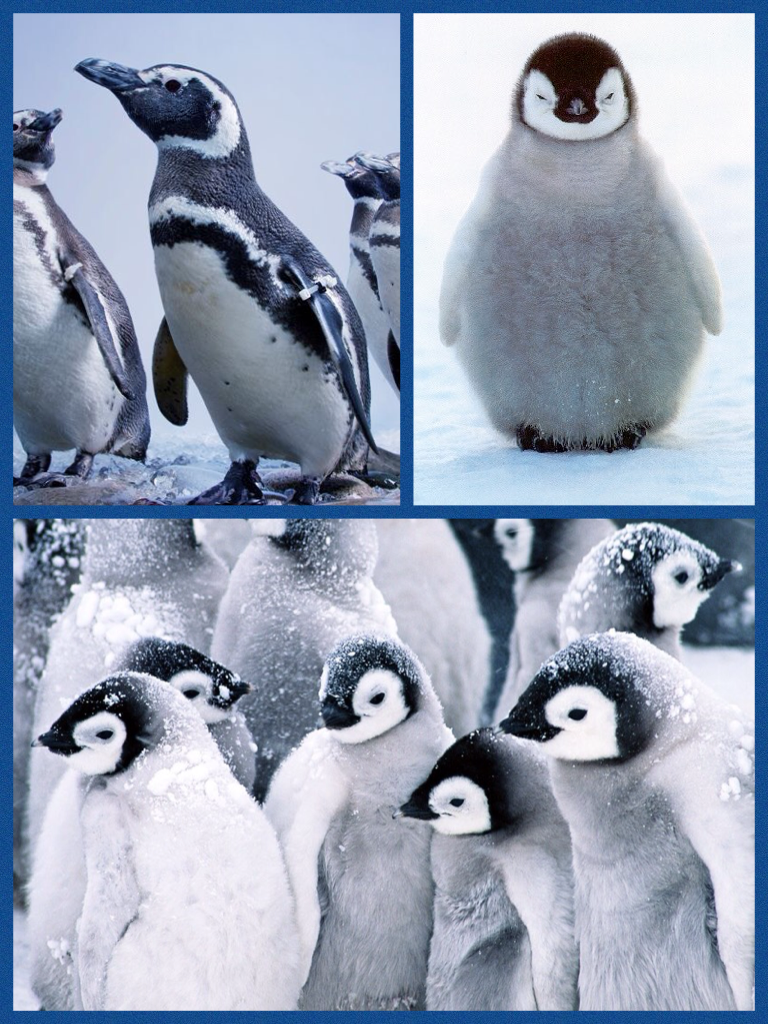 PENGUINS ARE AWESOME!!!!!
